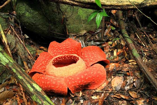 2-Day Khao Sok Jungle Safari from Krabi - Day 2 Rok River Canoe Safari and Viewpoint Wildlife