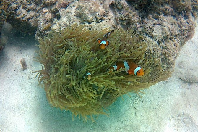 Amazing Krabi 7 Islands One Day Snorkeling Tour By Big Longtail Boat - Chicken Island snorkeling: coral reefs and lots of marine life