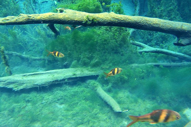 ATV & Kayaking in Hidden Freshwater Lagoon, Unseen Krabi Half Day Trip - Lunch and Included Drinks: Why This Tour Feels More Complete