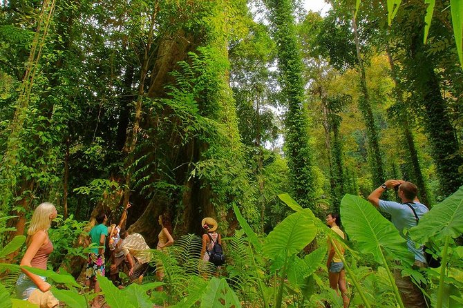 Half-Day Jungle Tour Including Crystal Pool and Krabi Hot Springs - What You Really Pay: Price, Park Fees, and the Value Math
