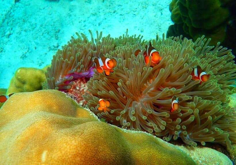 Ko Lanta: Full-Day Snorkel Trip to Phi Phi & Bamboo Islands - Price and What You Really Get for $56