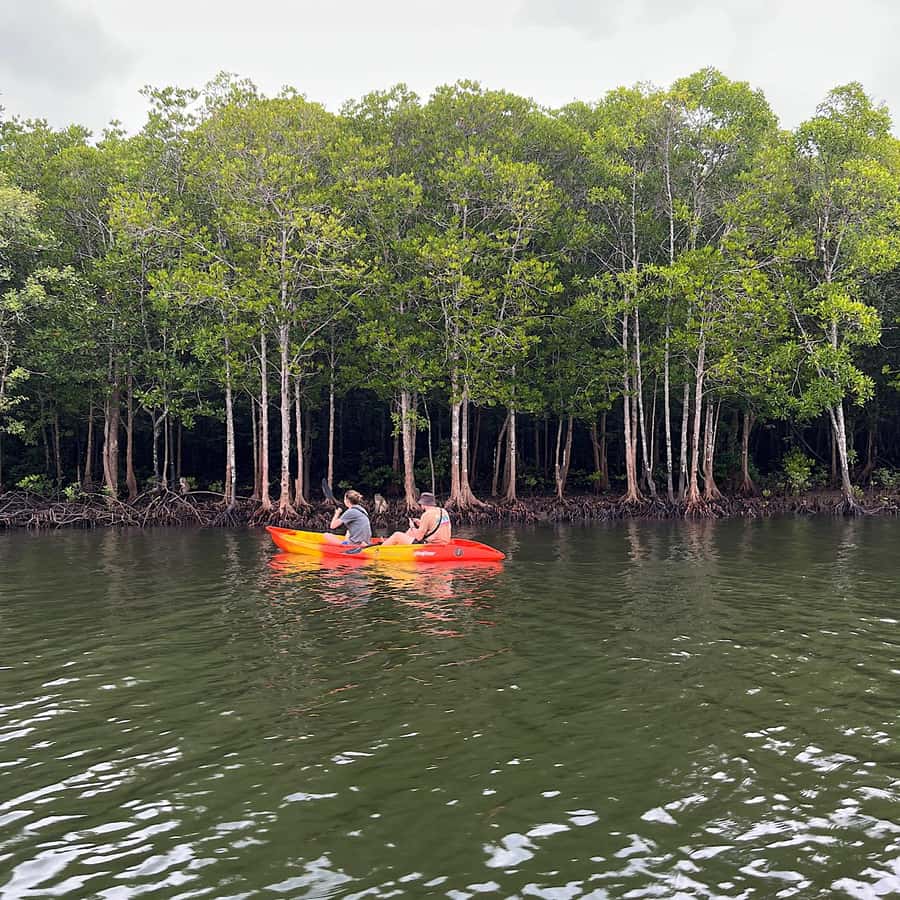 Koh Lanta: Amazon Mangrove Kayaking Tour With Lunch - Koh Lanta Mangroves: Shade, Wildlife, and Slow Paddling
