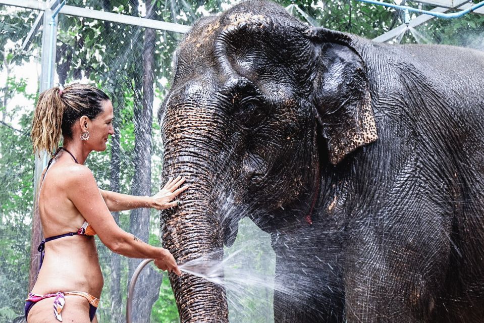 Krabi: Elephant Bathing Session at Krabi Elephant Shelter - Key things you’ll notice right away
