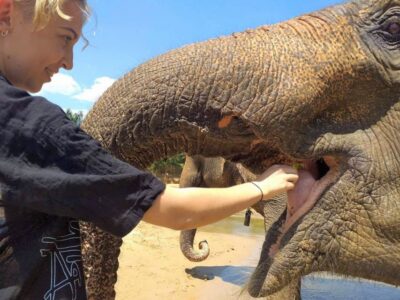 Krabi: Elephant Care House Guided Tour with Hotel Transfers - From your hotel to the safety briefing: how the day gets organized