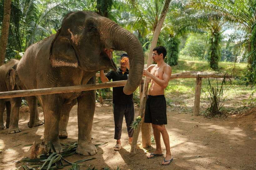Krabi: Elephant Sanctuary (near Ao Nang) Visit - Welfare details that actually affect your experience