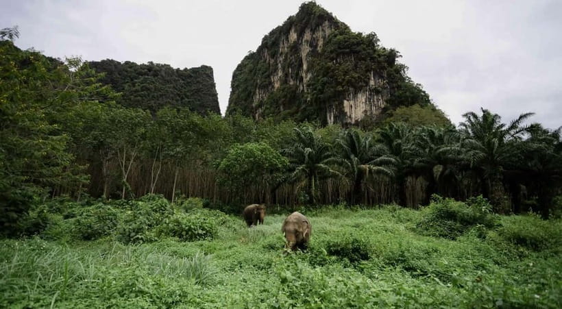 Krabi: Ethical Elephant Sanctuary & Tiger Cave Temple Tour - Key things I’d bank on before you go
