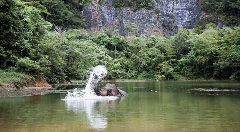Krabi: Ethical Elephant Sanctuary & Tiger Cave Temple Tour - The Elephant-to-Lunch Rhythm: Eating Light so You’re Ready for Tiger Cave