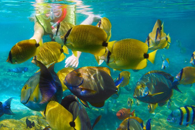 Krabi Nice Sea Snorkeling - Quick take: the key things to know