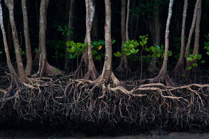 Mangrove Boat Tour in Krabi - Khao Khanap Nam Cave Between Two Mountains
