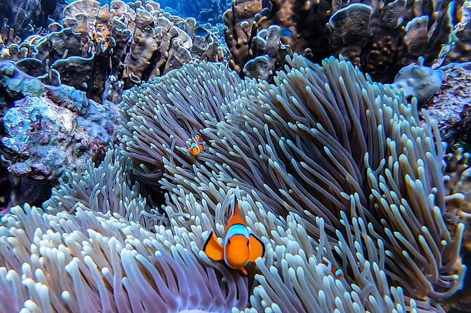 Private Speedboat Tour to Phi Phi Islands From Krabi - Phi Phi Leh snorkeling: coral reef time you’ll actually use